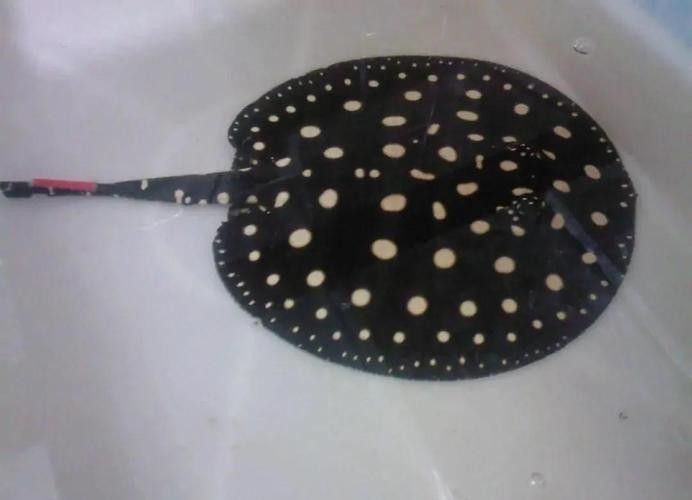 龍魚配魚圖片大全大圖高清