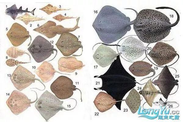 龍魚配魚圖片大全大圖高清