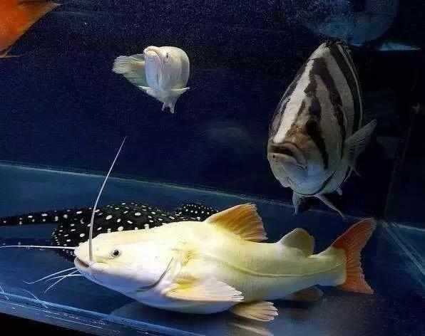 龍魚配魚圖片大全大圖高清