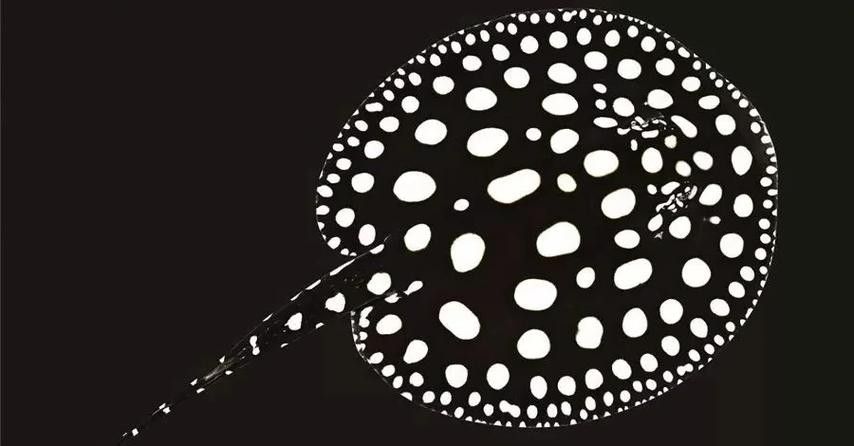 龍魚配魚圖片大全大圖高清