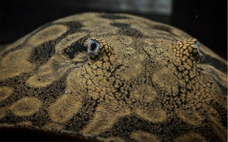 龍魚配魚圖片大全大圖高清