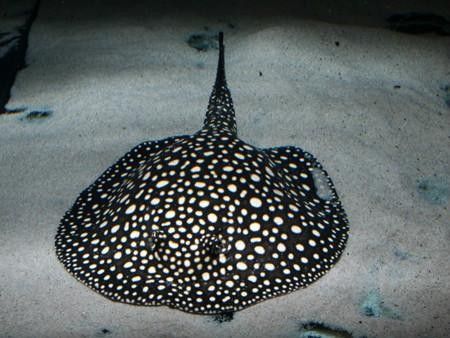 龍魚配魚圖片大全大圖高清