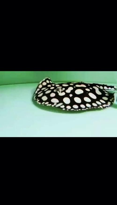 龍魚配魚圖片大全大圖高清