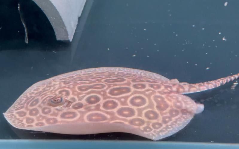 龍魚配魚圖片大全大圖高清