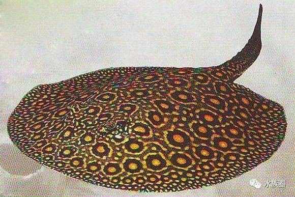 龍魚配魚圖片大全大圖高清