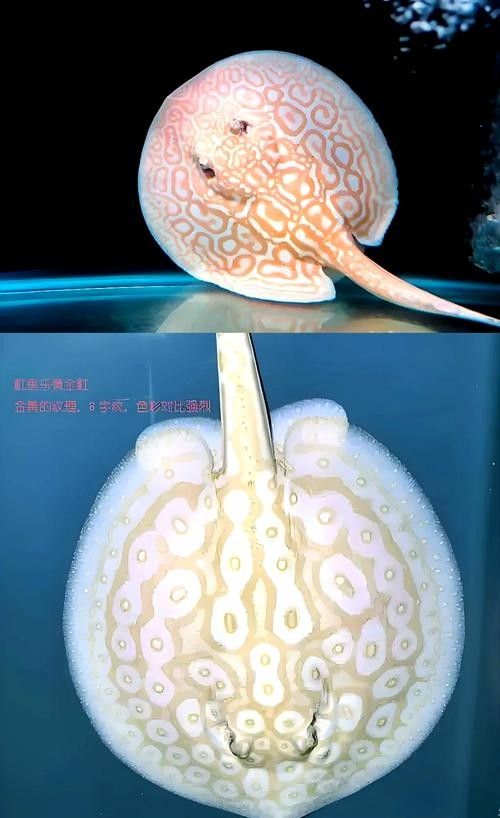 龍魚配魚圖片大全大圖高清