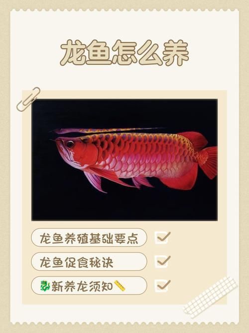 龍魚養幾條有講究嗎圖片