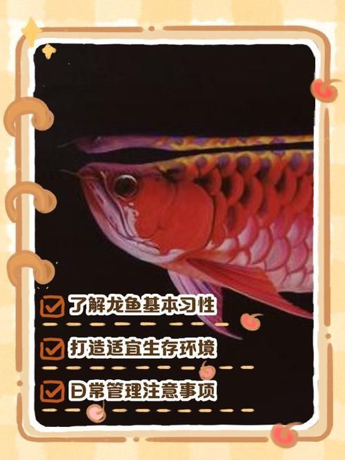 龍魚養幾條有講究嗎圖片