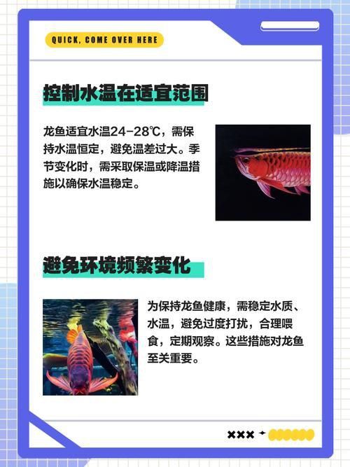 龍魚養幾條有講究嗎圖片