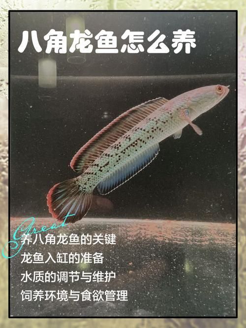 龍魚養幾條有講究嗎圖片