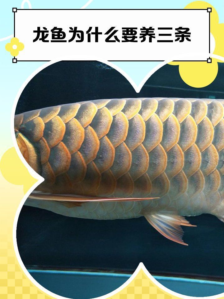 龍魚養幾條有講究嗎圖片