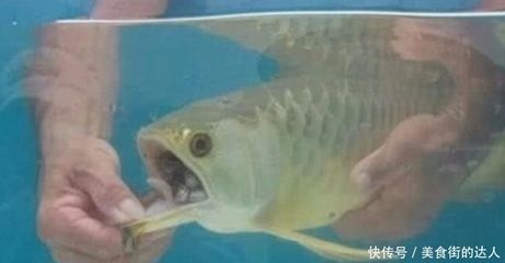 龍魚這兩天不吃東西：龍魚不吃東西可能由多種原因引起龍魚消化不良的信號識別
