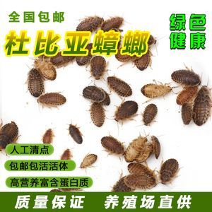 龍魚人工飼料 品牌：龍魚人工飼料品牌