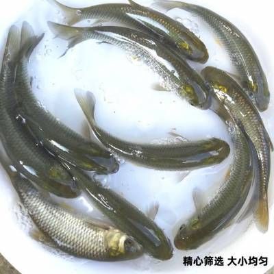 龍魚人工飼料 品牌：龍魚人工飼料品牌