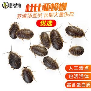 龍魚人工飼料 品牌：龍魚人工飼料品牌
