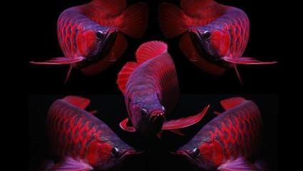 紅龍魚鱗片大好還是小好（紅龍魚的鱗片大小并不是判斷其品質好壞的唯一標準）