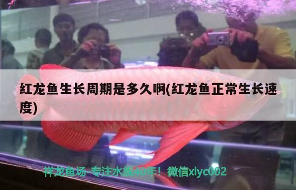 龍魚混養最佳搭配視頻：龍魚混養最佳方案