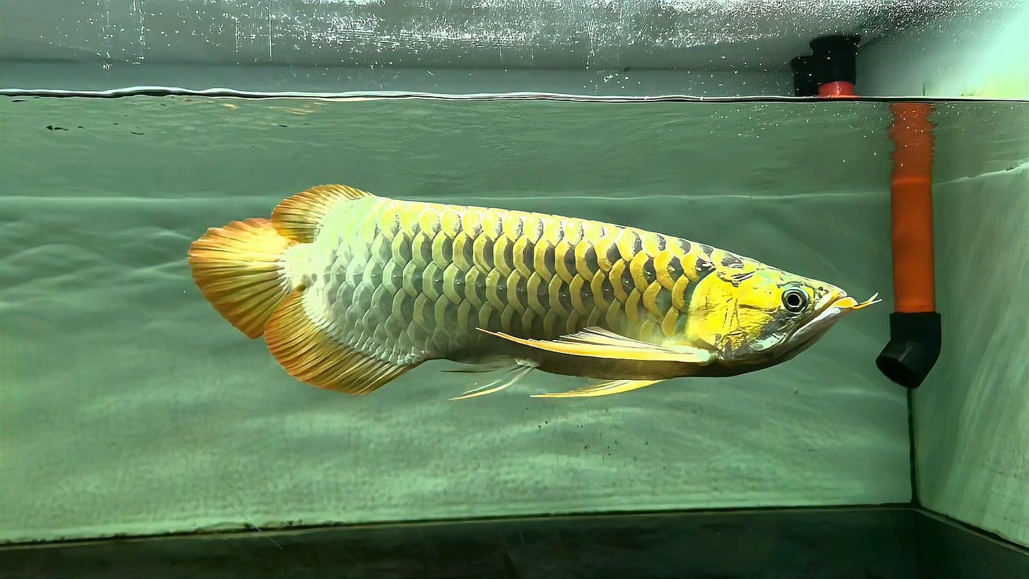 有哪些龍魚容易掉眼？