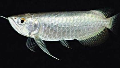 龍魚(yú)多少度的水溫會(huì)死亡，龍魚(yú)低溫下的飲食調(diào)整，冬季養(yǎng)龍魚(yú)的注意事項(xiàng)