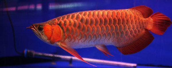 購買紅龍魚的注意事項（購買紅龍魚時需要注意多個方面以確保挑選到健康、美觀的個體）