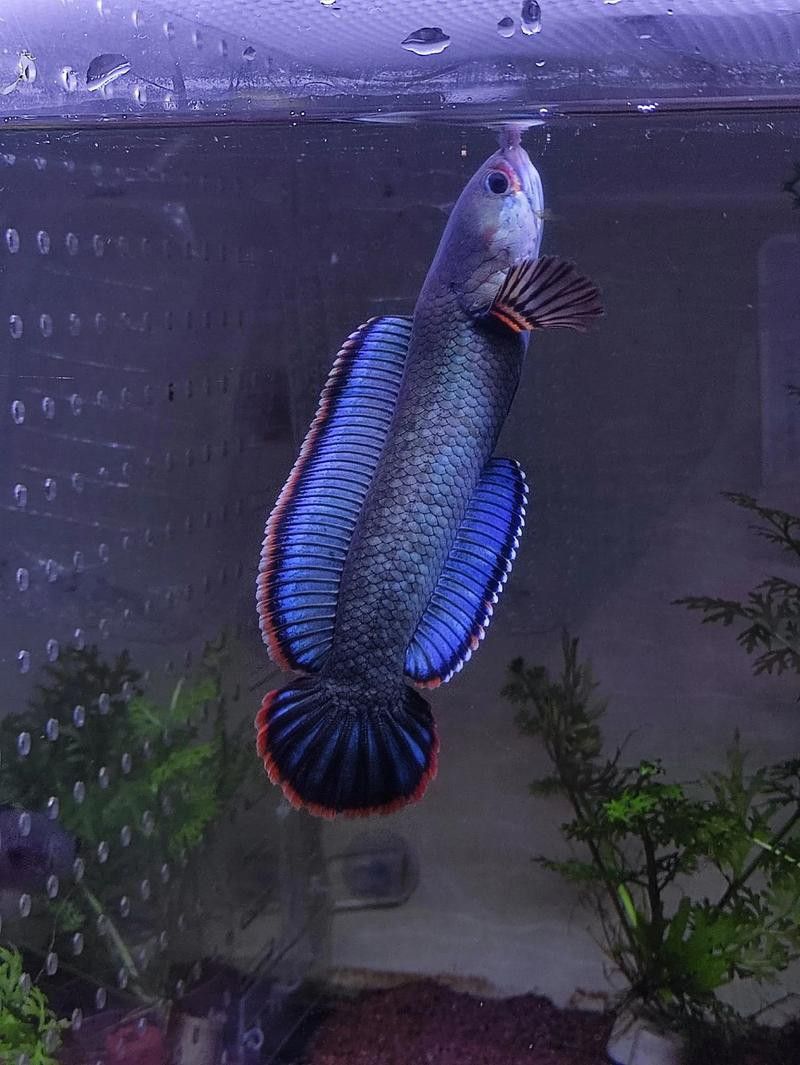 養龍魚用什么顏色燈好一點