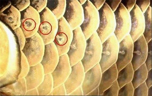 金龍魚的品相（如何判斷金龍魚的品相）