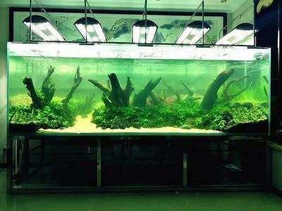 養(yǎng)龍魚用什么燈最好：養(yǎng)龍魚時選擇燈光的詳細指南，龍魚燈光選擇技巧