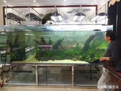 養(yǎng)龍魚用什么燈最好：養(yǎng)龍魚時選擇燈光的詳細指南，龍魚燈光選擇技巧
