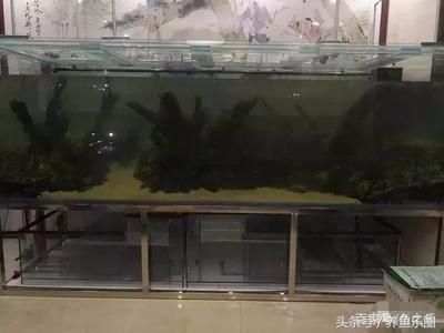 養(yǎng)龍魚用什么燈最好：養(yǎng)龍魚時選擇燈光的詳細指南，龍魚燈光選擇技巧