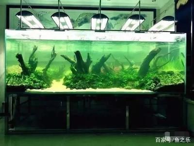 養(yǎng)龍魚用什么燈最好：養(yǎng)龍魚時選擇燈光的詳細指南，龍魚燈光選擇技巧