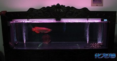 金龍魚飼養中燈光選擇和使用建議金龍魚飼養中燈光選擇和使用建議：金龍魚飼養中燈光的選擇和使用