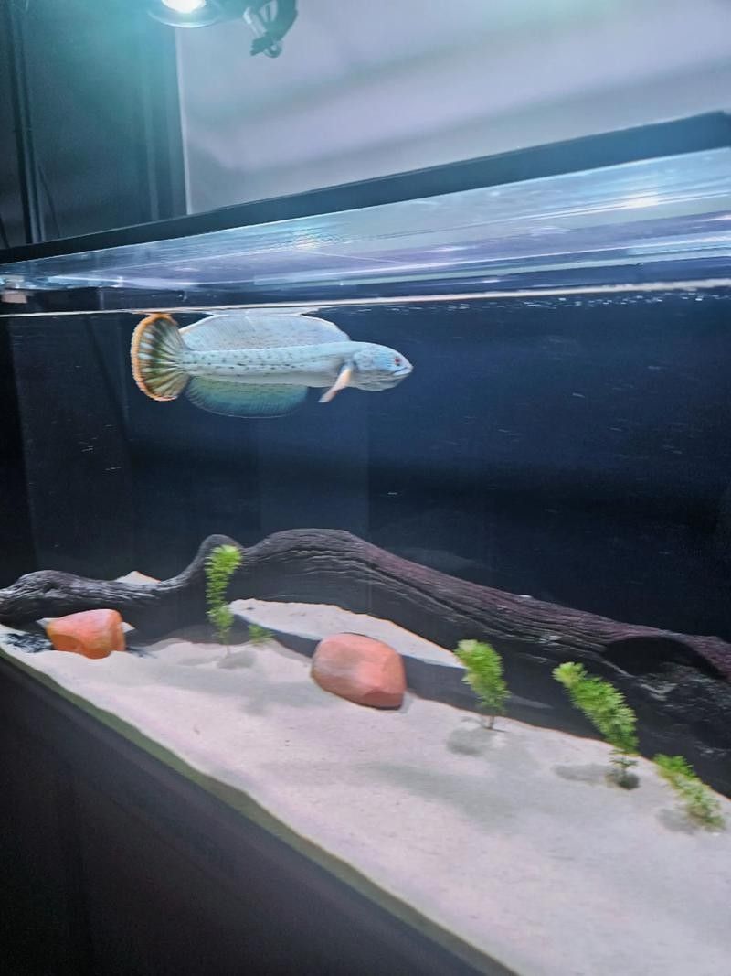 雷龍魚最漂亮排行榜圖片