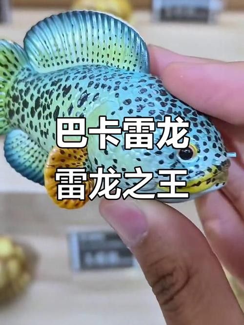 雷龍魚最漂亮排行榜圖片