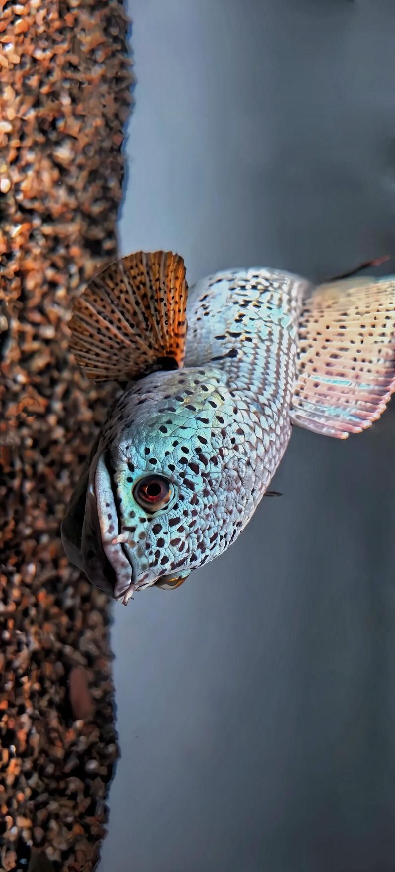 雷龍魚最漂亮排行榜圖片