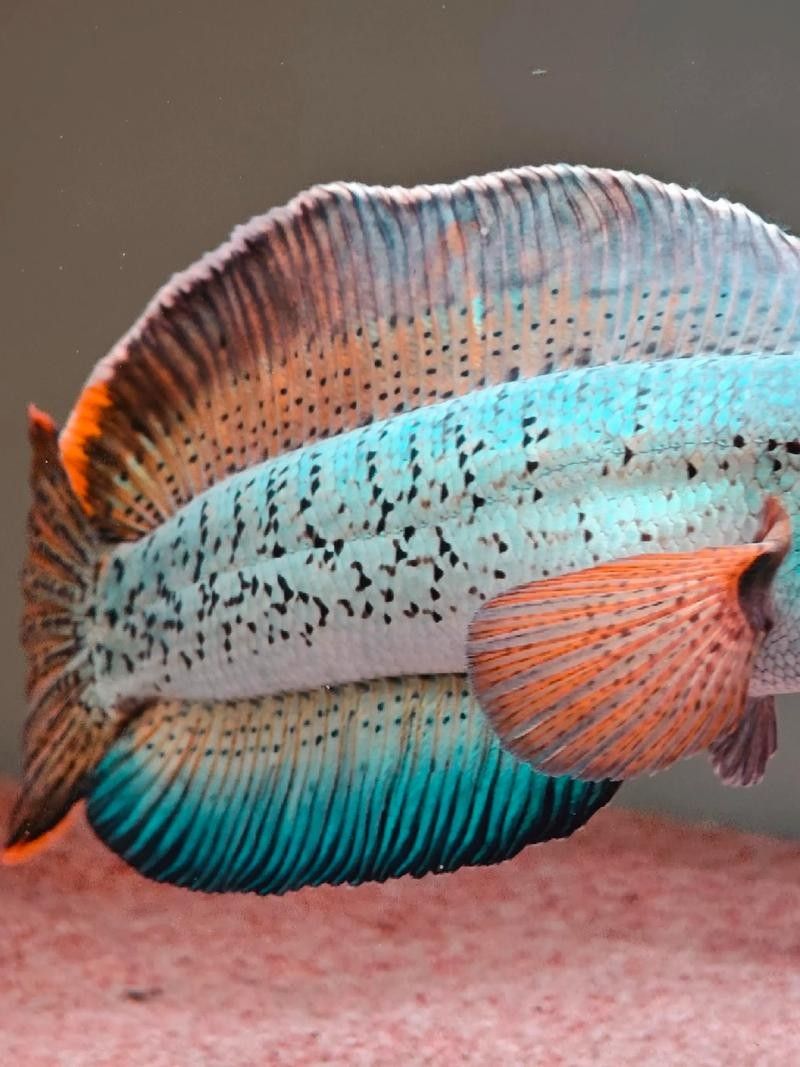 雷龍魚最漂亮排行榜圖片