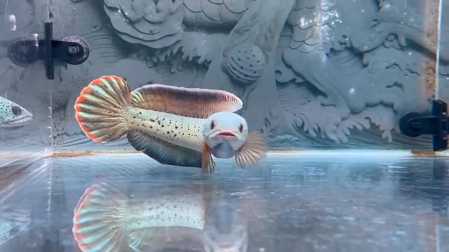 雷龍魚最漂亮排行榜圖片