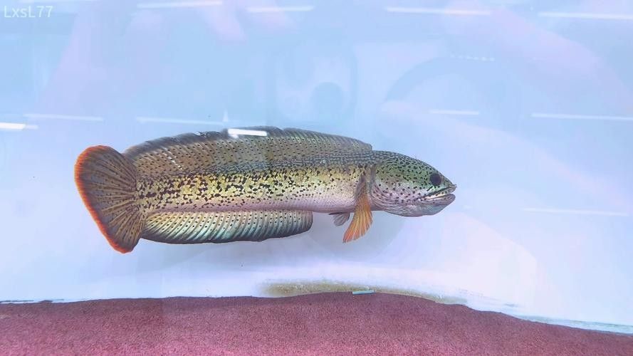 雷龍魚最漂亮排行榜圖片