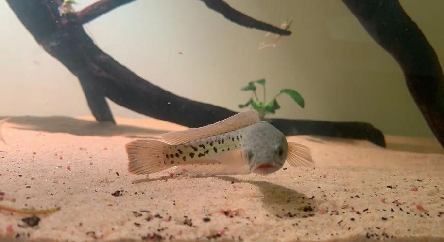 雷龍魚最漂亮排行榜圖片
