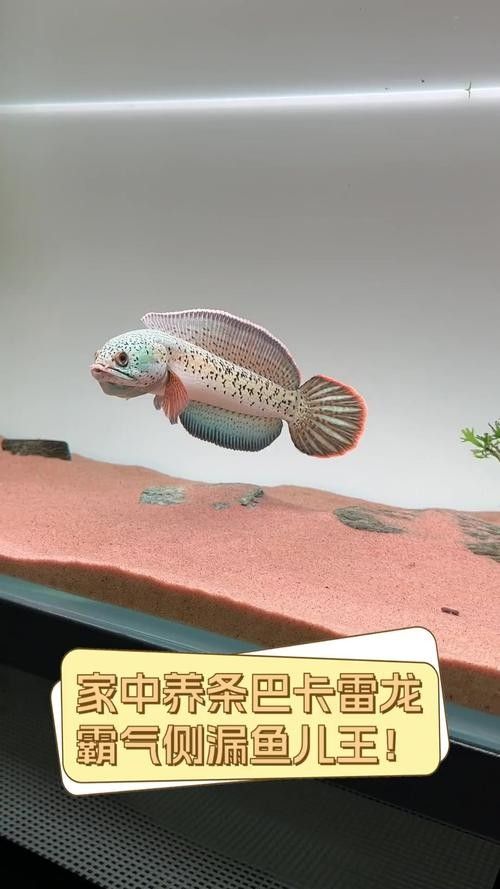 雷龍魚最漂亮排行榜圖片