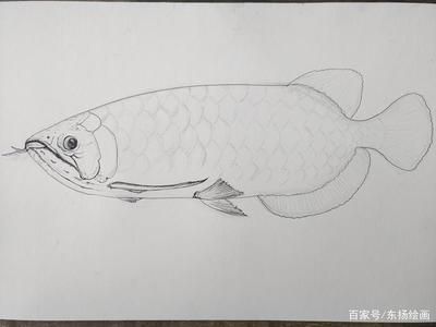 龍魚繪畫