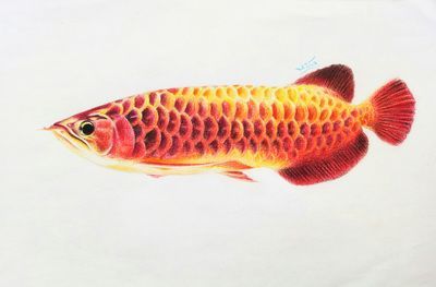 龍魚繪畫