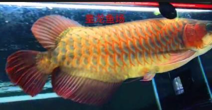 金龍魚vs紅龍魚哪個好一點：關于“金龍魚vs紅龍魚哪個好一點”的答案并沒有一個絕對的答案
