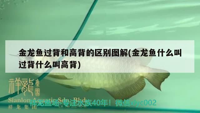 金龍魚高背好還是過背好呢（過背金龍魚與高背金龍魚的價格對比）