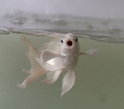 蝴蝶鯉和龍魚一起養可以嗎（蝴蝶鯉和龍魚可以一起養嗎）