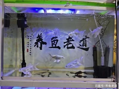 蝴蝶鯉和龍魚一起養(yǎng)可以嗎（蝴蝶鯉和龍魚可以一起養(yǎng)嗎）