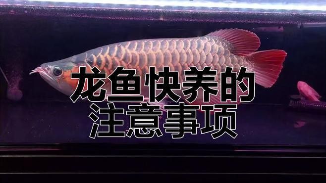 龍魚快養怎么喂