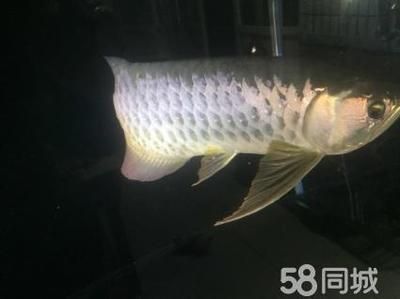 金龍魚不過背會死嗎：公金龍魚孵出小魚后金龍魚會死嗎360問答
