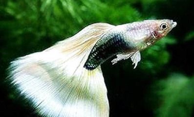 星點龍魚白點病的預防方法：星點龍魚白點病的預防