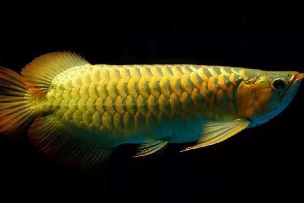 20公分的龍魚一天喂幾次（20公分左右的龍魚一天喂幾次）