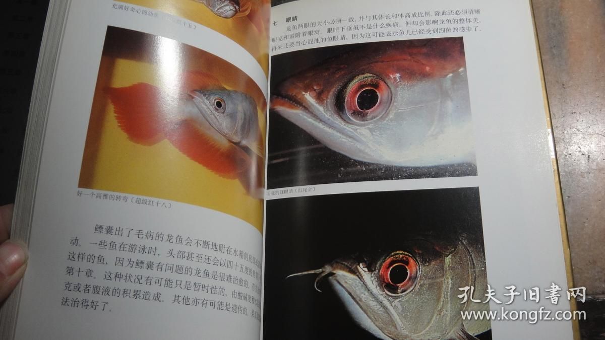 龍魚眼睛有白膜幾天會好起來嗎：龍魚眼睛出現(xiàn)白膜幾天會好起來嗎